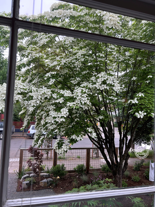 Flowering dogwood gives front yard privacy in landscape design.