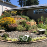 Portland rain garden surrounded by pollinator friendly plants such as Black Eyed Susan, Salvia, Blanket Flower catches winter water