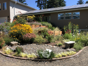 Portland rain garden surrounded by pollinator friendly plants such as Black Eyed Susan, Salvia, Blanket Flower catches winter water