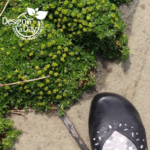 Stepable ground cover in Irvington neighborhood, Portland, Oregon