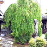 Weeping Katsura tree has similar texture to Birch