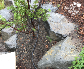 Irrigation solution for drought tolerant manzanita in Portland landscape design.