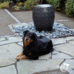 Dog friendly water feature design in SW Portland