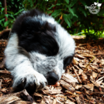 Dog Friendly Landscape puppy on cedar chips Portland, Oregon