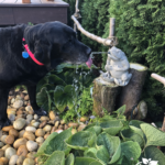 Dog Friendly Water Feature in Raleigh Hills, Portland, Oregon