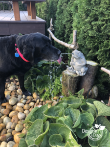 Dog Friendly Water Feature in Raleigh Hills, Portland, Oregon