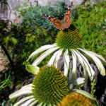 Butterfly on Echinacea 'White Swan'