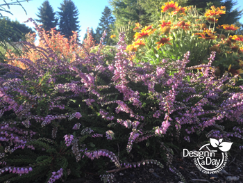 Calluna vulgaris - Summer heather is 4" tall with summer flowers in Woodland Park Landscape Design