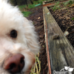 Copper wire around vegetable bed deters slugs