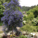 Ceanothus grown as a tree in Willamette Heights entry