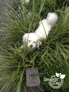 White poodle playing in ornamental grass in garden design Portland Oregon