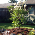 Lagerstromia natchez suggested for dog friendly landscaping.