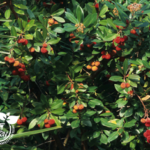 Strawberry tree suggested dog friendly landscaping.