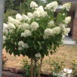 Hydrangea phantom at Normas suggested dog friendly landscaping.