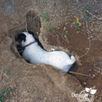Digging Dog