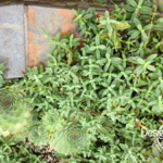 Hendrickson plant tex