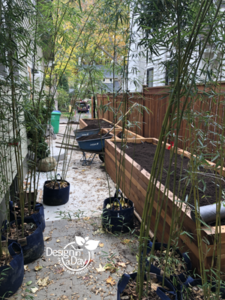 Clumping Bamboo in tall wood planters creates privacy landscape fast for NE Portland home.