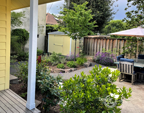 Privacy landscape design-Portland. Finding the perfect tree for privacy and gardening in Kerns project.