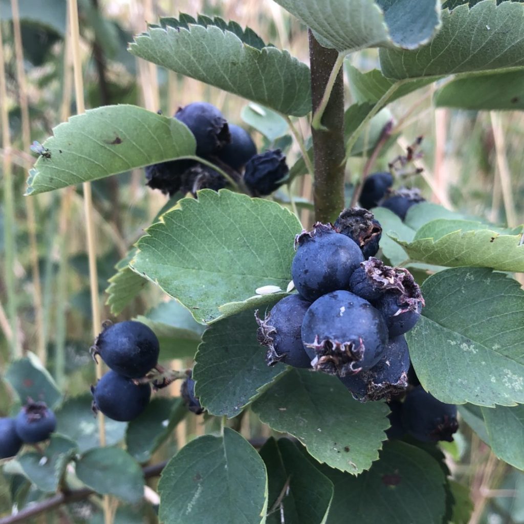 A nw native plant that provides food for the birds.