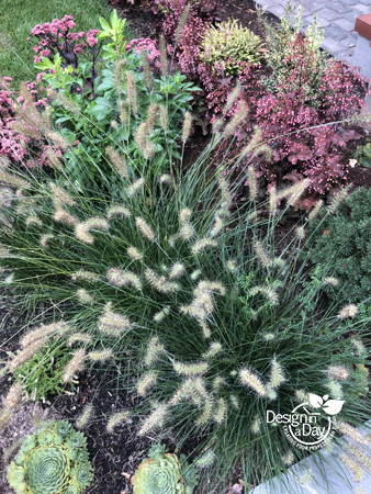 Pennisetum alocuroides 'Little Bunny' a dwarf fountain grass shows its late summer blooms in a Portland front yard