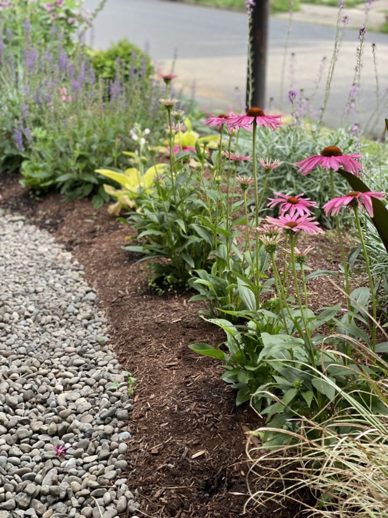 Echinacea, (Coneflower) Salvia, and Erysimum (Wallflower) provide spring through midsummer color in this Portland front entry garden design.