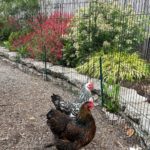 temporary chicken fence