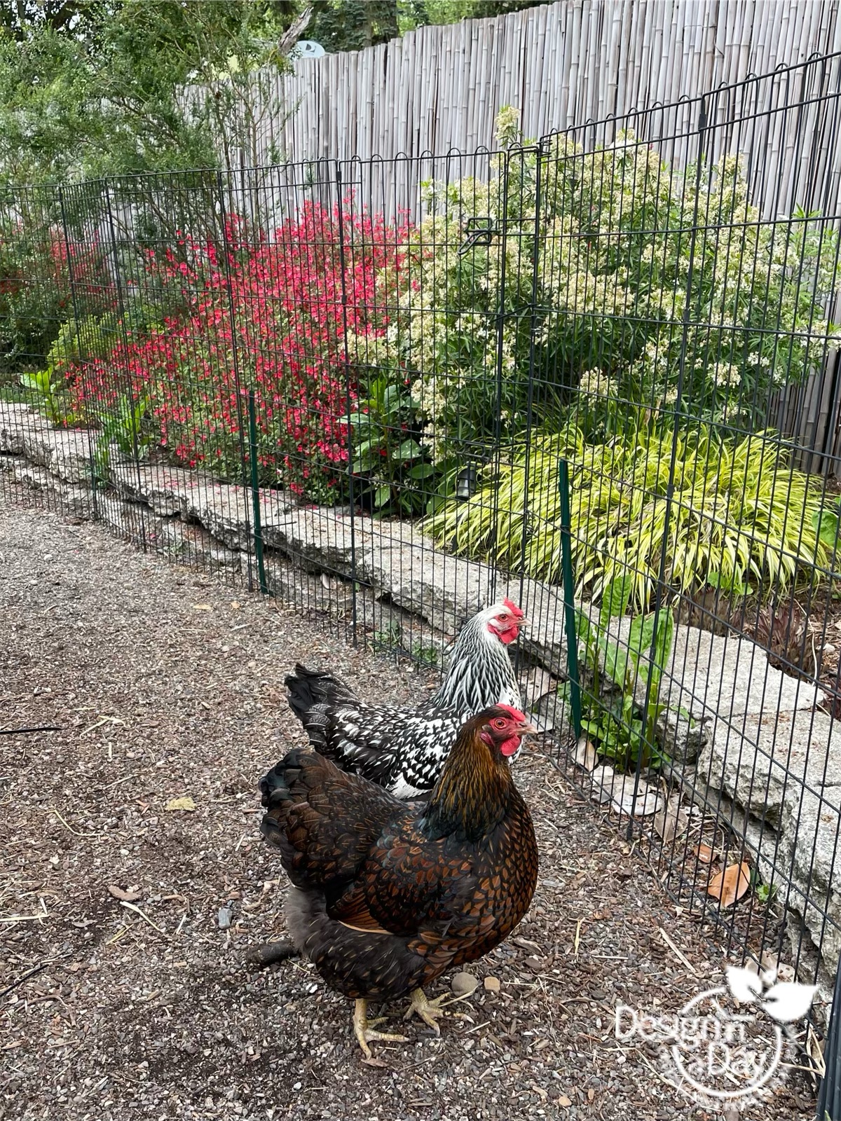 temporary chicken fence on gravel path with colorful flower bed