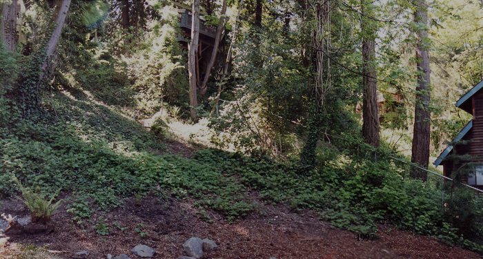 Portland hillside covered in ivy and blackberry before landscape design.