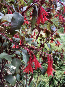 Existing Fuscia kept in outdoor living landscape design North Portland.