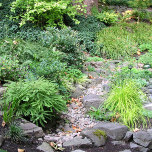 Rain garden in Willamette Heights Portland Oregon with ferns, grasses, and boulders