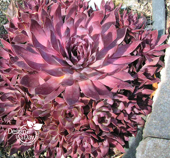 Hen & Chicks is a beautiful drought tolerant plant for Portland.