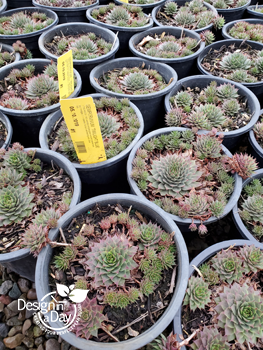 Sempervivum with the center hen and many offsets called Chicks fill a nursery pot in Portland Oregon