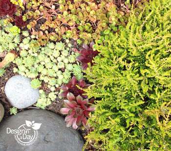 Texture galore with drought tolerant evergreen groundcovers including heather, hens and chicks and sedums