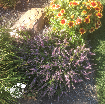 Portland front yard with drought tolerant Calluna vulgaris "Mrs. Ron Gray' with dwarf blanket Flower in late summer