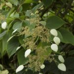 hydrangea vine