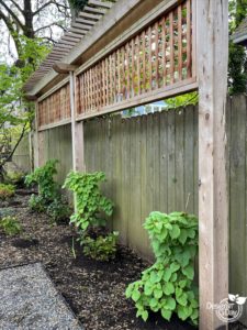 Japanese inspired privacy screen planted with climbing hydrangea.