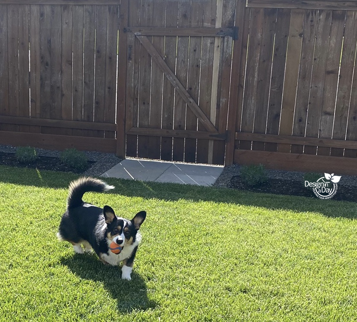 pros & cons of dog friendly landscaping Fescue grass in St. Johns neighborhood of Portland