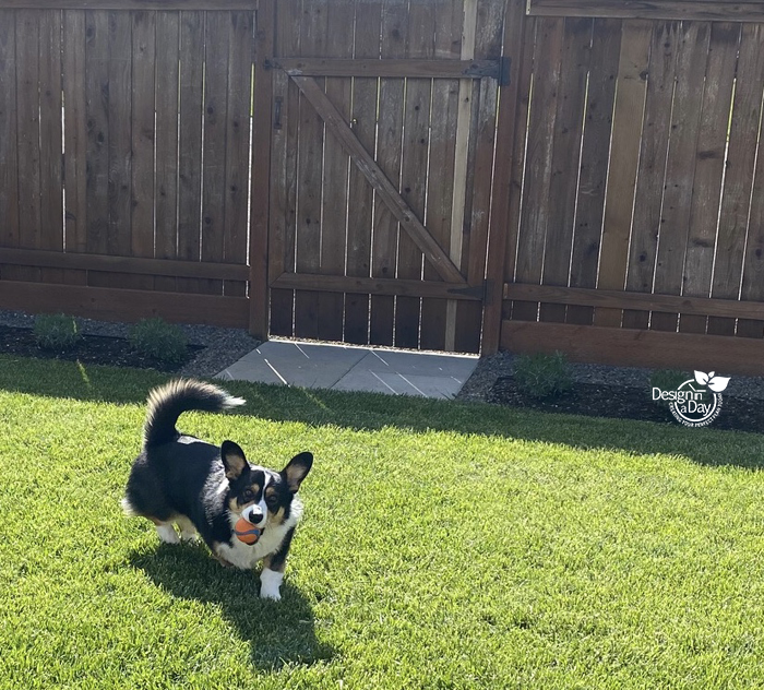 can you put cedar chips in a dog house