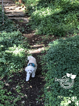 pros & cons of bark mulch dog friendly landscaping 