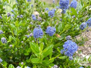 Native California lilac for a Portland ecological garden.