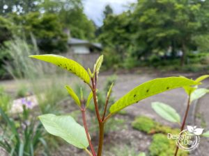 Native California Coffeeberry in native ecological Portland garden.