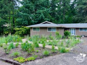 An ecological native meadow garden in Portland