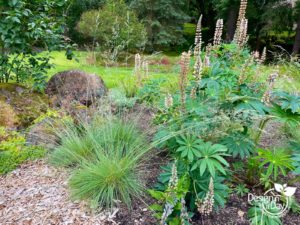 Plant diversity in Portland native garden.