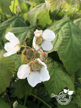 Native Oregon Thimble Berry is great for pollinators