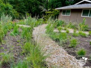 Cedar chips for Portland native garden design.