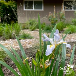 Seedling grown Portland native iris.