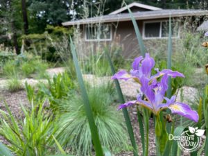 Portland iris is seedling grown for this native garden.