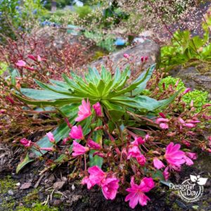 Lewisia Cotyledon native garden plant in Portland.