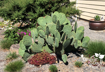 Cully landscape client's prickly pear in their outdoor living backyard.