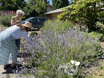 Roseway landscape including lavender for outdoor living.
